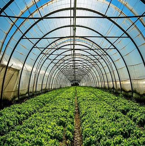 Young plants growing in a very large plant nursery in the france